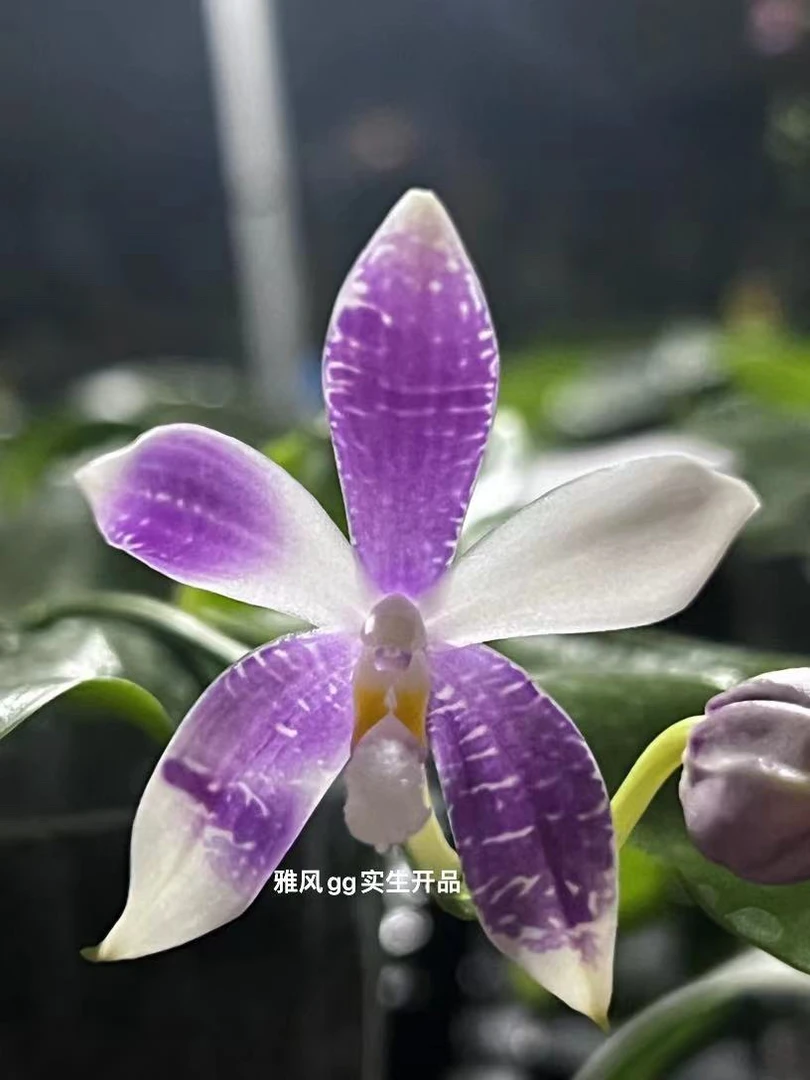 雅风GG 1.7寸苗株  实生 叶瑕 鲜花绿植
