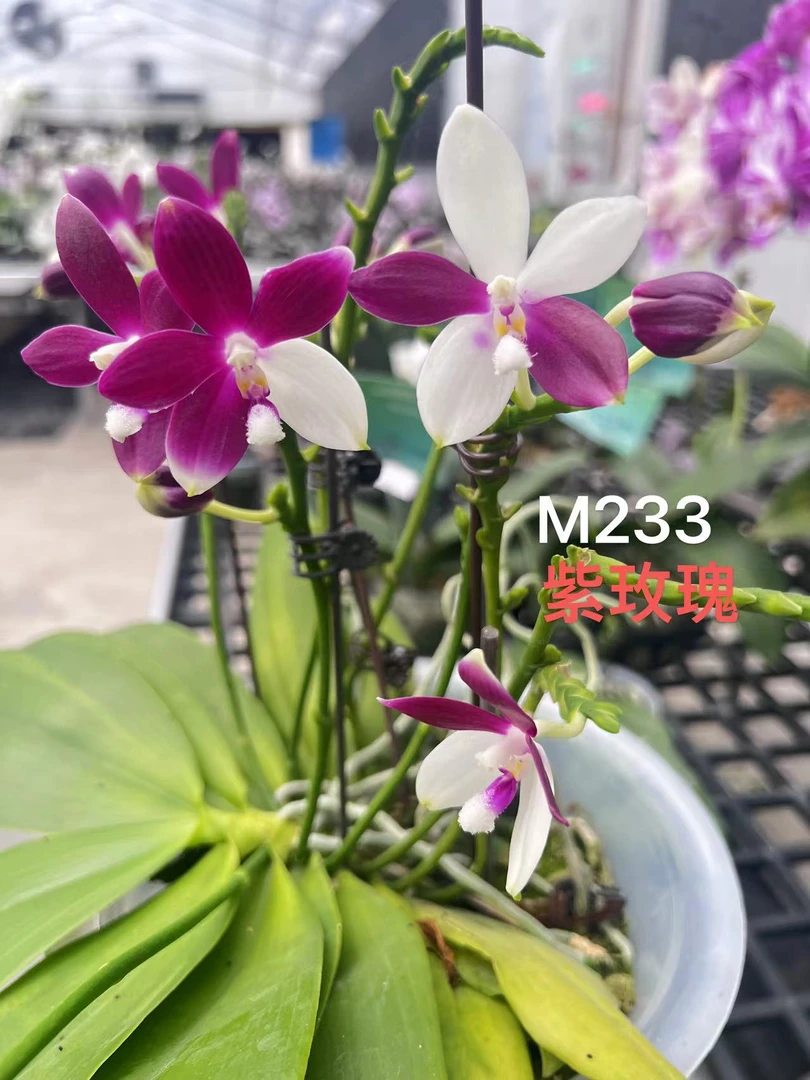 YSM233紫玫瑰 3寸 花剑或开花株 微瑕 少根 蝴蝶兰 鲜花绿植
