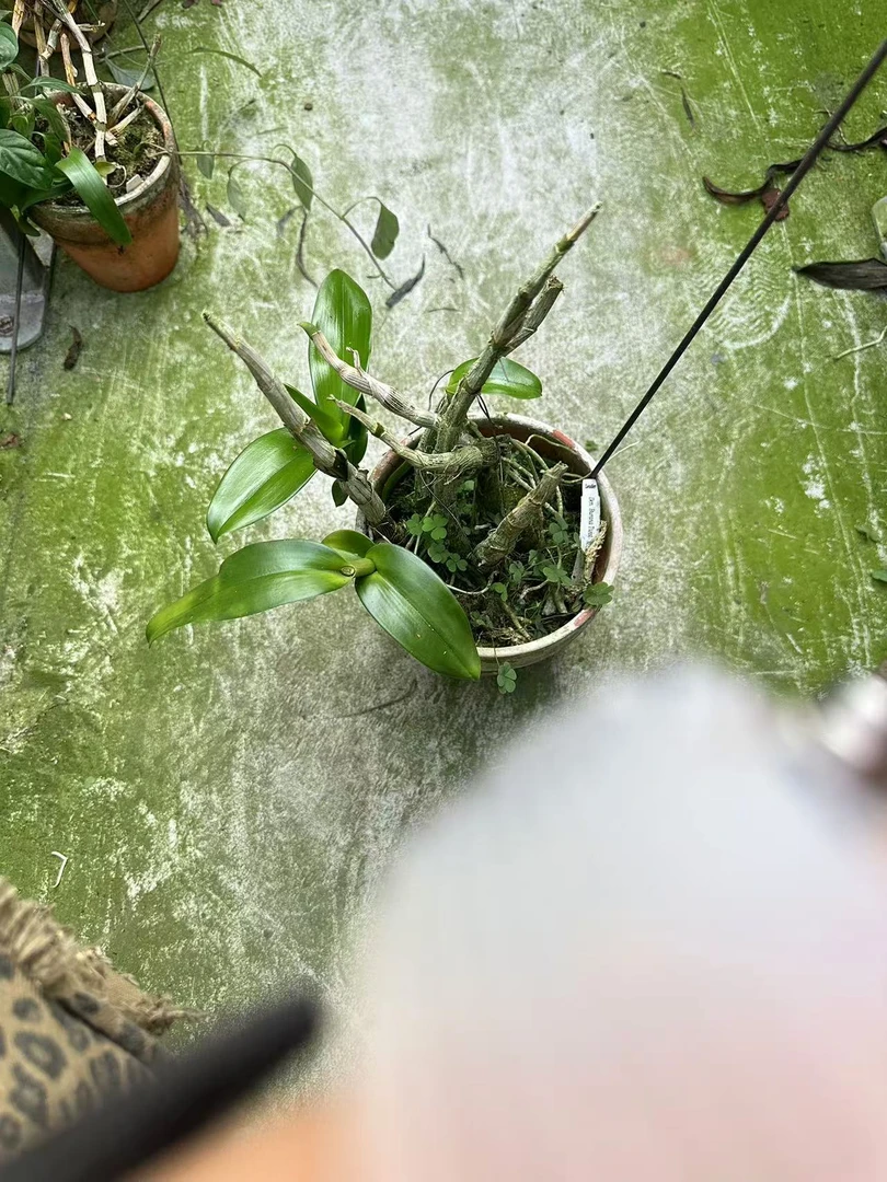 变色龙 石斛 苗株