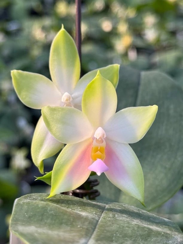 粉色沙美娜 2.5寸 鲜花 苗株 有瑕疵