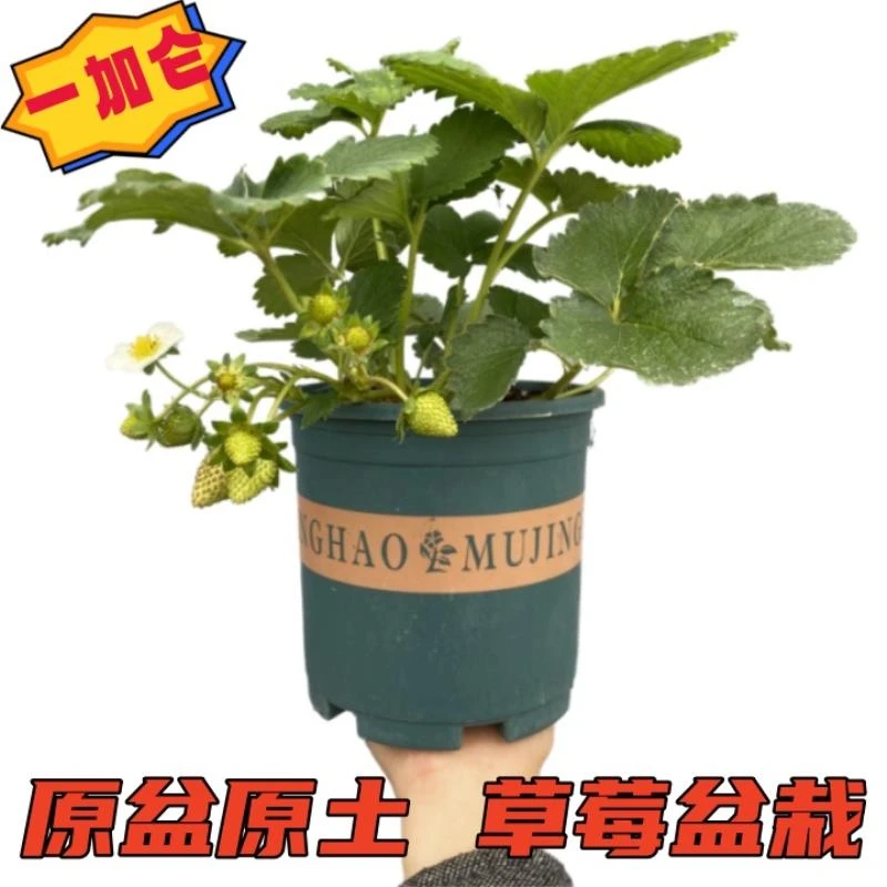 草莓盆栽1加仑原盆原土精选带花带果草莓园艺