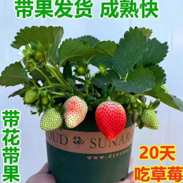 草莓苗盆栽带果四季开花结果阳台优选室外成活带花包赔种植精选