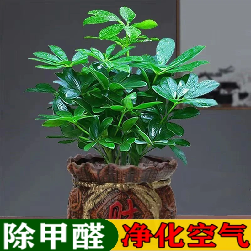 室内花卉绿植水培鸭脚木盆栽室内阳台办公植物发财树优选净化空气