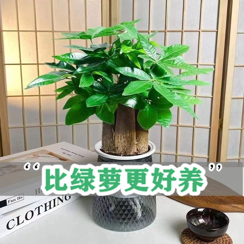 比绿萝更好养的发财树盆栽花卉绿植净化空气室内客厅阳台四季常青
