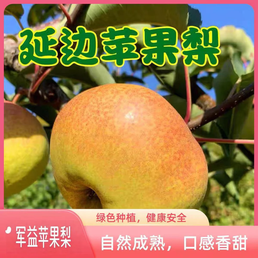延边特产苹果梨新鲜多汁12粒9斤左右