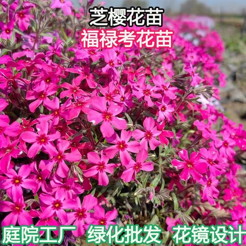 芝樱花苗盆栽丛生福禄考耐寒耐旱多年生庭院草坪花卉宿根四季常绿