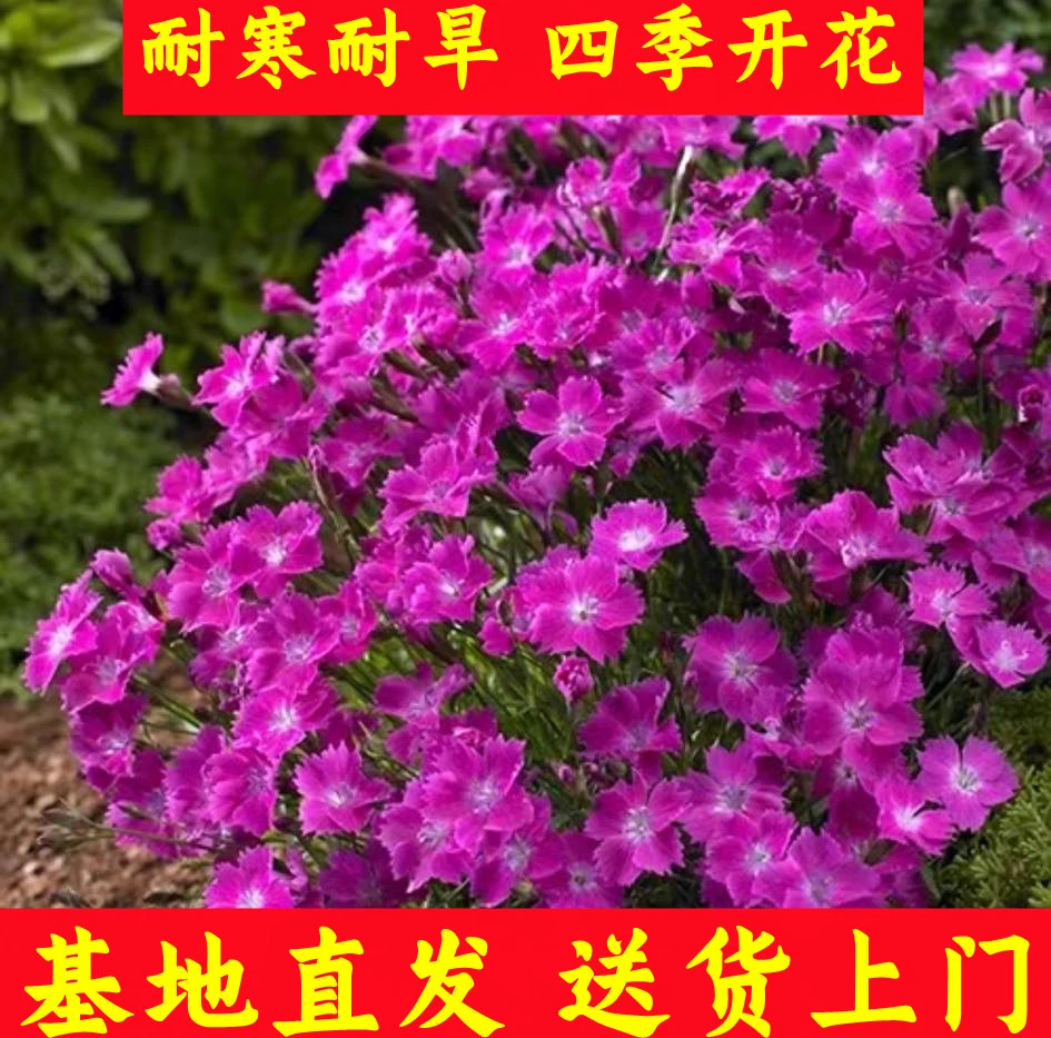 欧石竹花苗四季开花草坪多年生庭院盆栽绿化耐寒耐旱易成活花海