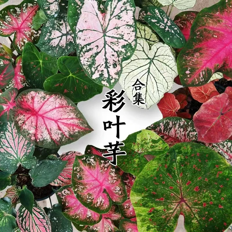 【彩叶芋】北欧ins风网红热植四季常青盆栽室内办公室创意观叶