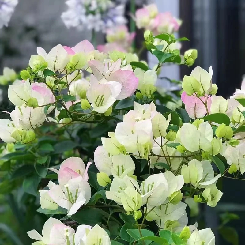 三角梅盆栽带盆带土发货四季开花绿植好养室外客厅植物