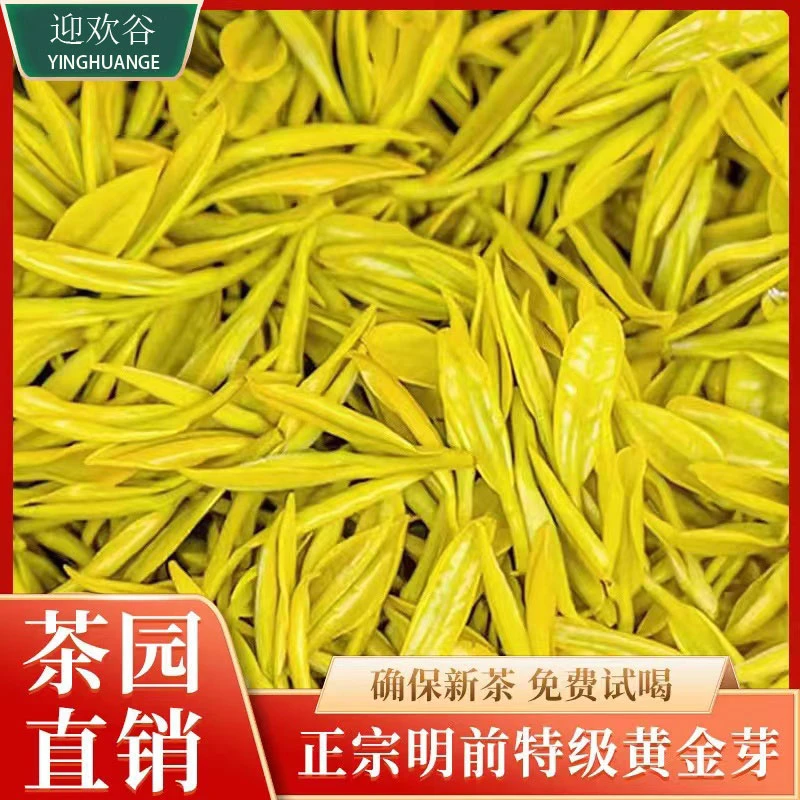 迎欢谷【新茶5A款】试喝专拍精选明前头春头采黄金芽