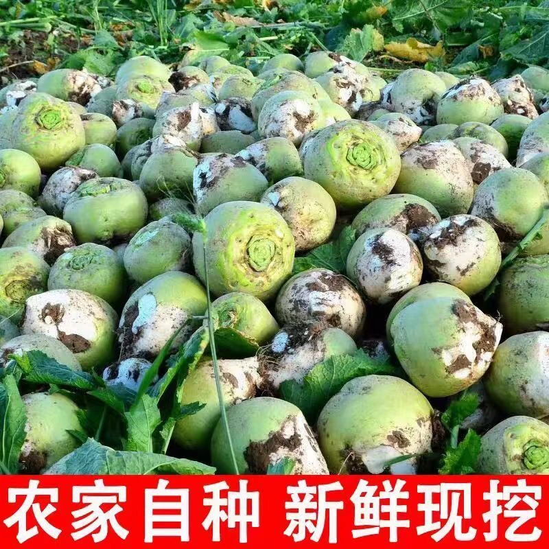 芥菜疙瘩大头菜新鲜现挖现发农家自种腌咸菜下饭菜酸菜绿色辣菜