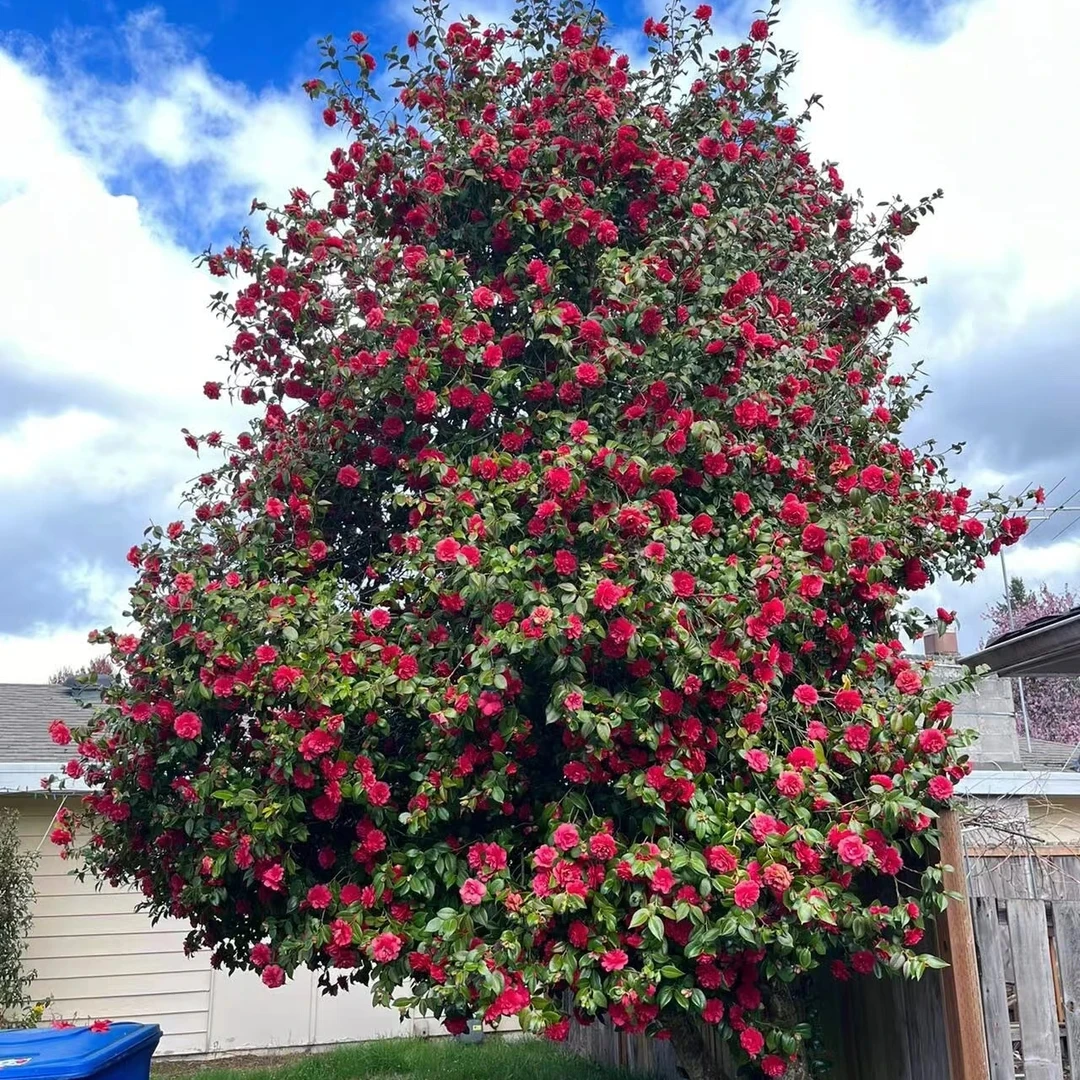 北方耐寒 大魔王 红绣球黑牡丹茶花树 四季开花 花期150天