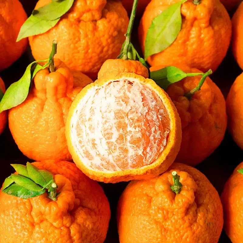 耙耙柑【丑橘】3颗装 果肉细腻 甜度高 汁水充足