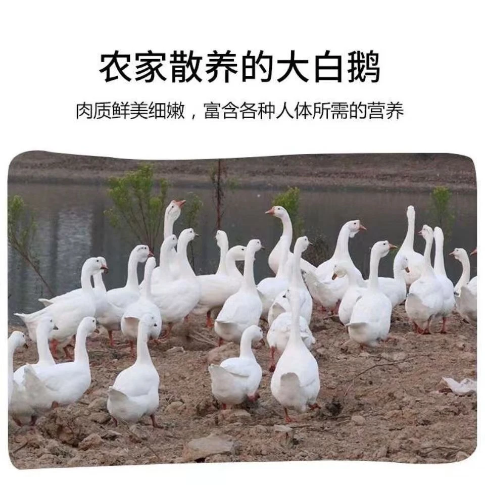 优选农家散养大白鹅每只4.6-5斤(不含内脏掌翅)生鲜冷链发货商用