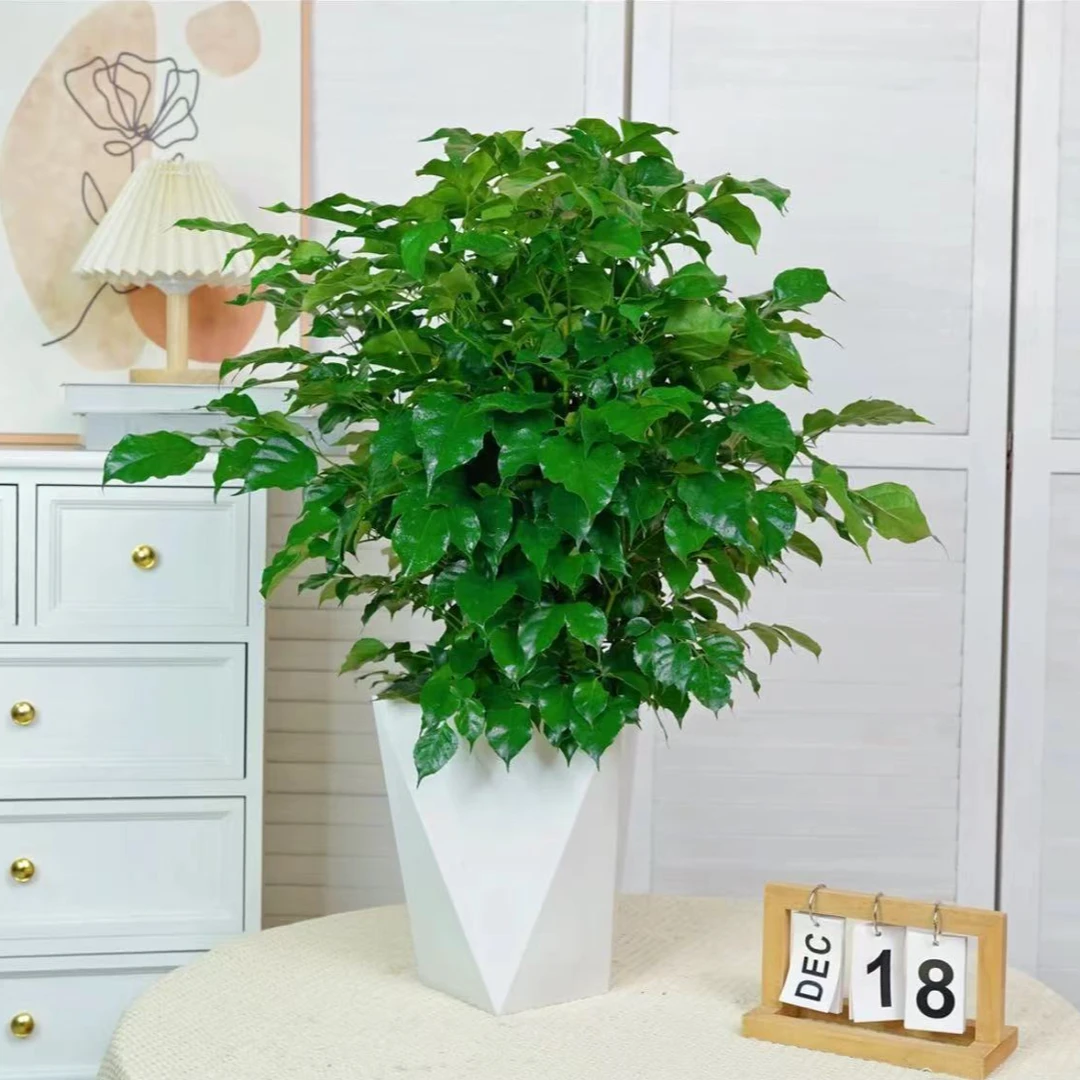 幸福树盆栽【50-60CM】植物绿色好养盆景净化空气吸甲醛桌面绿植
