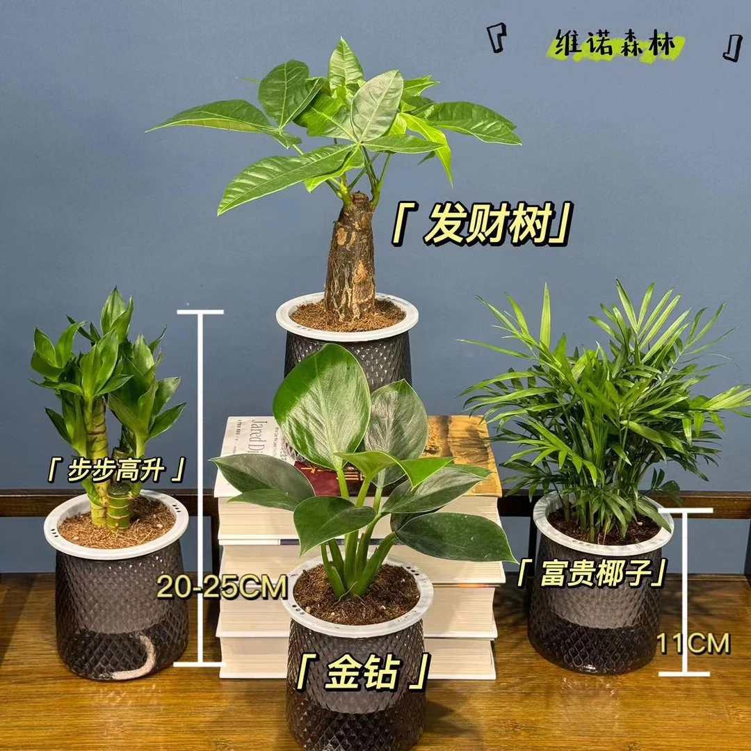 【买三送一】富贵椰子金钻发财树步步高小盆景四季常青办公室花卉