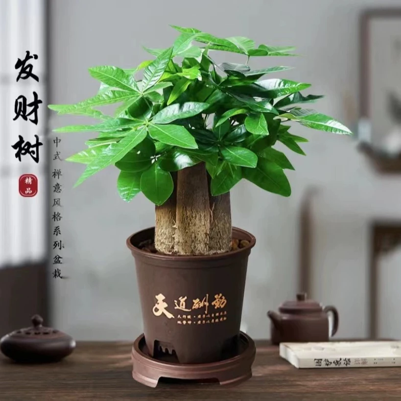 财源滚滚三杆发财树【精品发财树】盆栽室内观叶耐旱易养活绿色盆栽