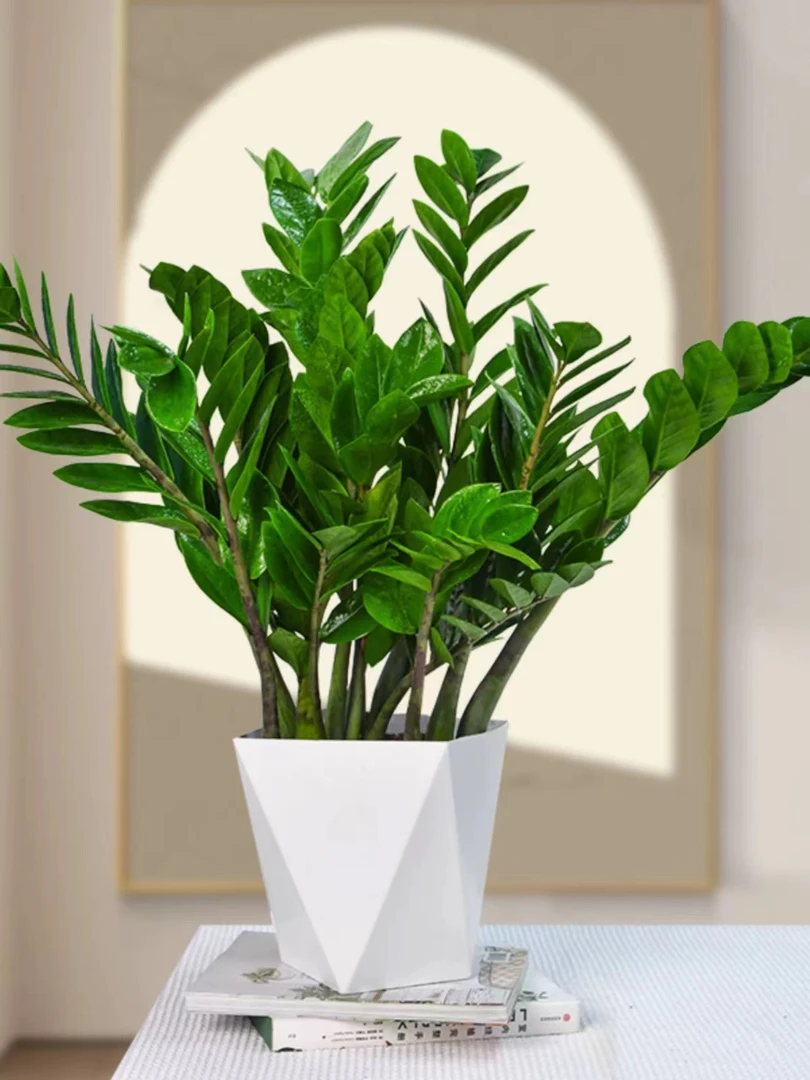 金钱树摇钱树50-60公分净化空气植物客厅绿植办公室内盆栽