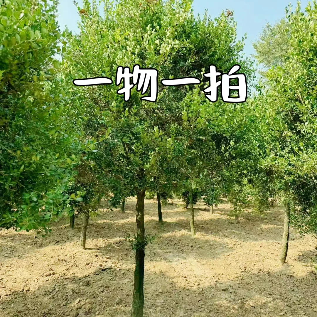瓜子黄杨树高杆瓜子黄杨耐寒北方瓜子黄杨雀舌黄杨树庭院苗圃黄杨