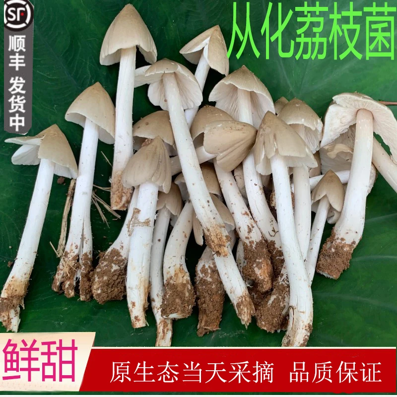 荔枝菌从化半开伞野生新鲜荔枝菇食用菌磨菇五月菇 夏至菌鸡枞菌