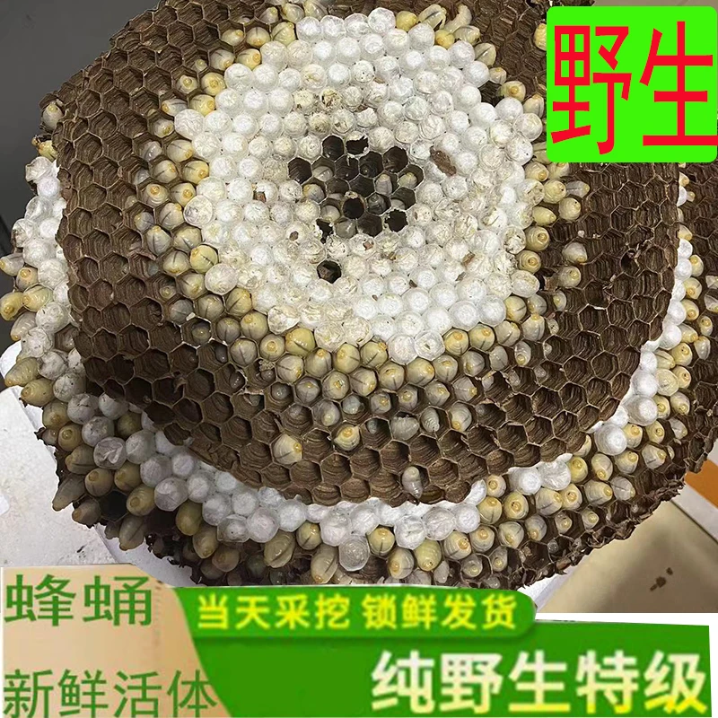 蜂蛹新鲜野生活体马蜂蛹马蜂窝树峰地蜂虎头蜂活蜂蛹带巢鲜活500g