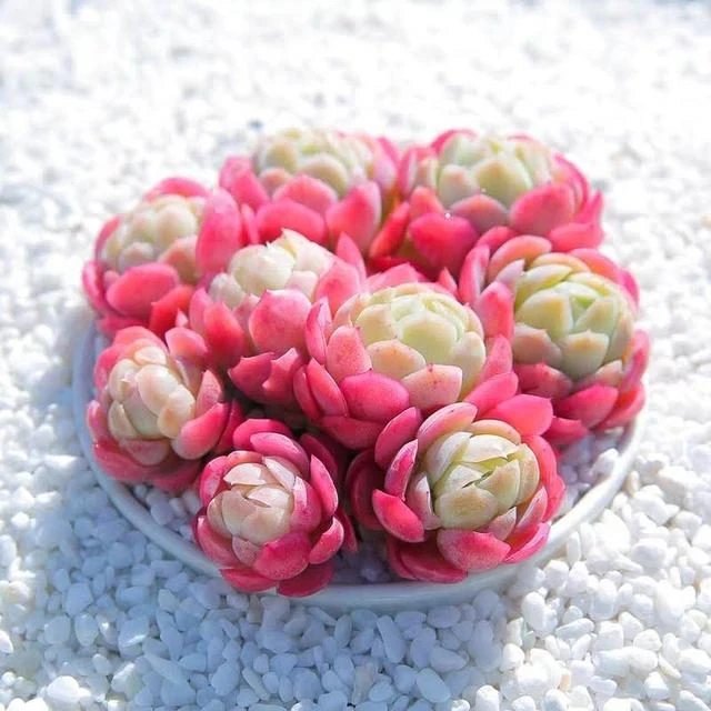 林6-11-401--500土培精品多肉植物