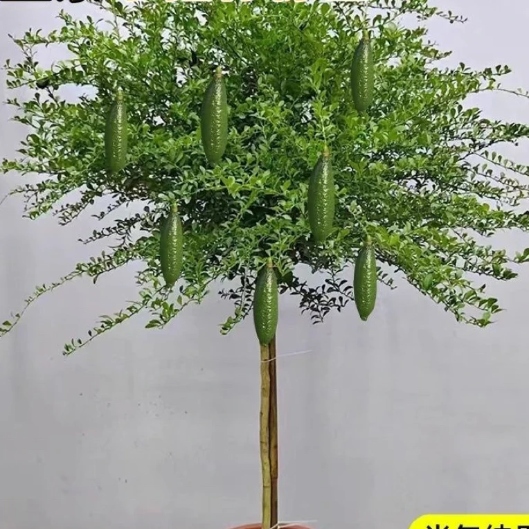 果树澳州手指柠檬一物一拍室内室外种植盆栽植物