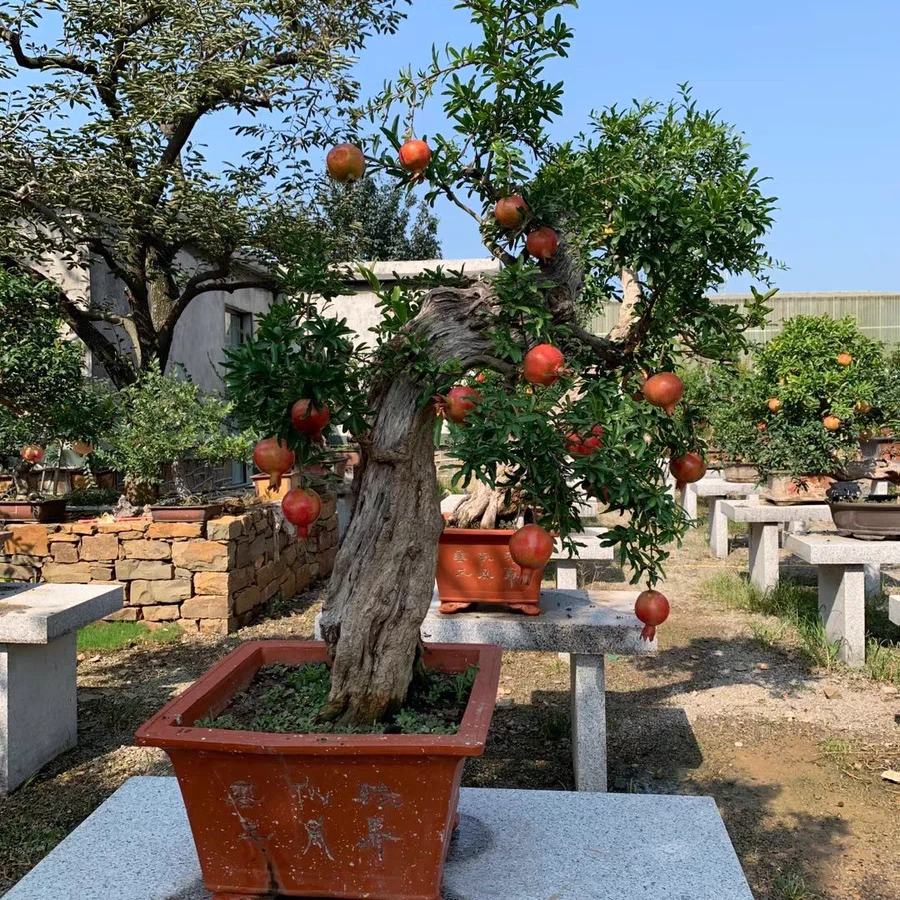 突尼斯大红袍石榴老桩造型绿植盆栽石榴植物石榴盆景树老桩