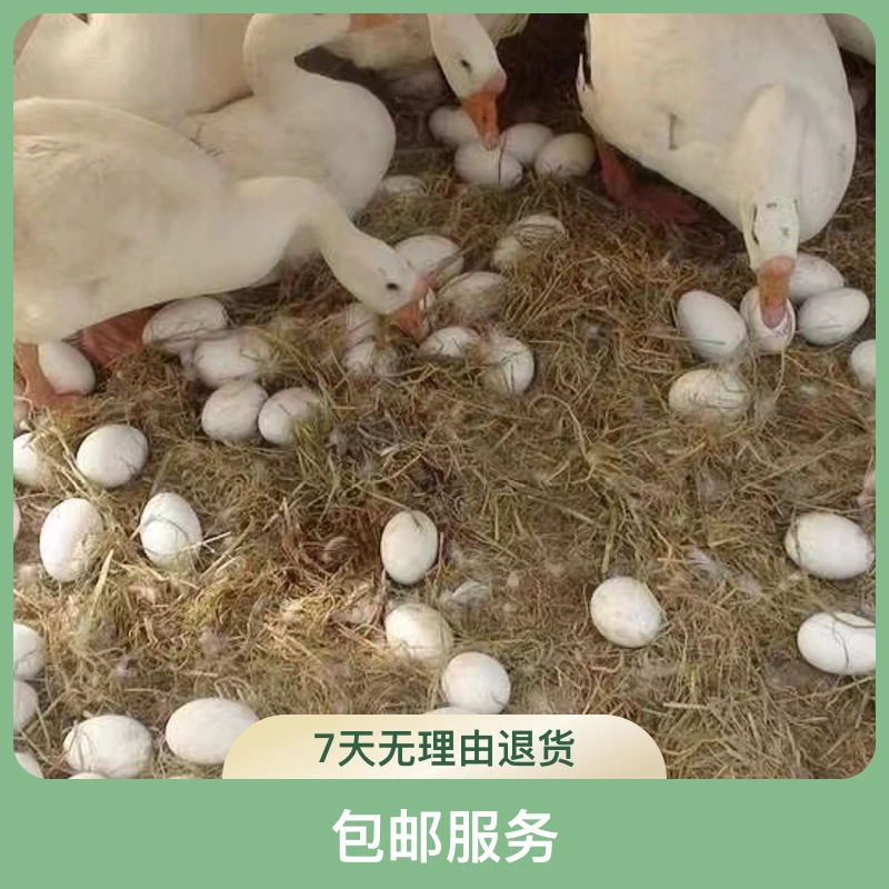 农村散养笨鹅蛋24枚包邮