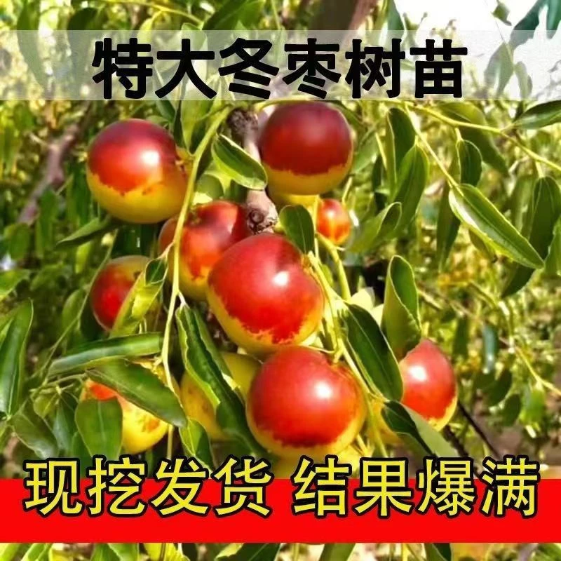 嫁接优质冰糖大枣苗 冬枣苗 南方北方都可种植