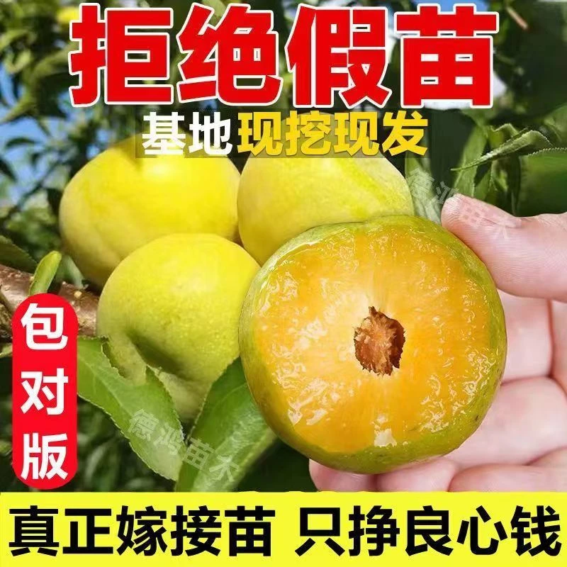 嫁接蜂糖李红皮红肉香妃 李子 南方北方都可种植 当年结果