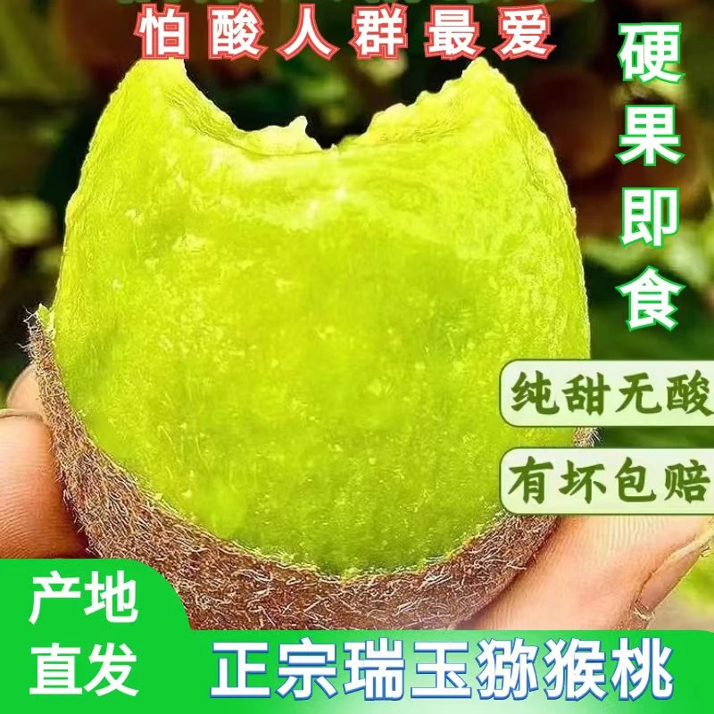正宗嫁接猕猴桃当年结果南方北方都可种植
