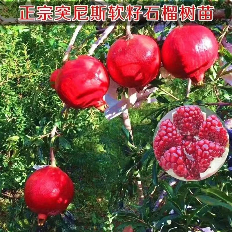 突尼斯软籽石榴以色列黑子蒙阳石榴树大树苗红树苗