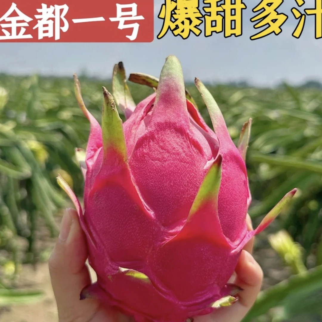 T云南西双版纳金都一号红心火龙果果肉饱满香甜多汁3-5斤现摘现发