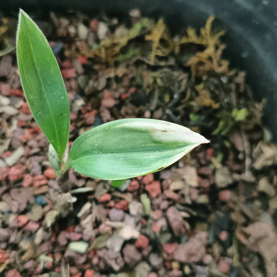 兔儿兰滑皮水晶艺出尾