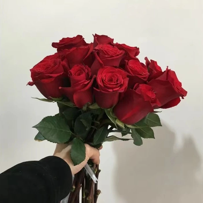 红玫瑰花苗 月季特大浓香庭院植物花卉盆栽阳台玫瑰爬墙四季