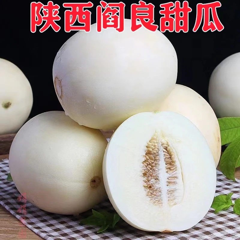 陕西阎良老品种小仔甜瓜香瓜白瓜蜜瓜软糯香甜水果新鲜农家种植