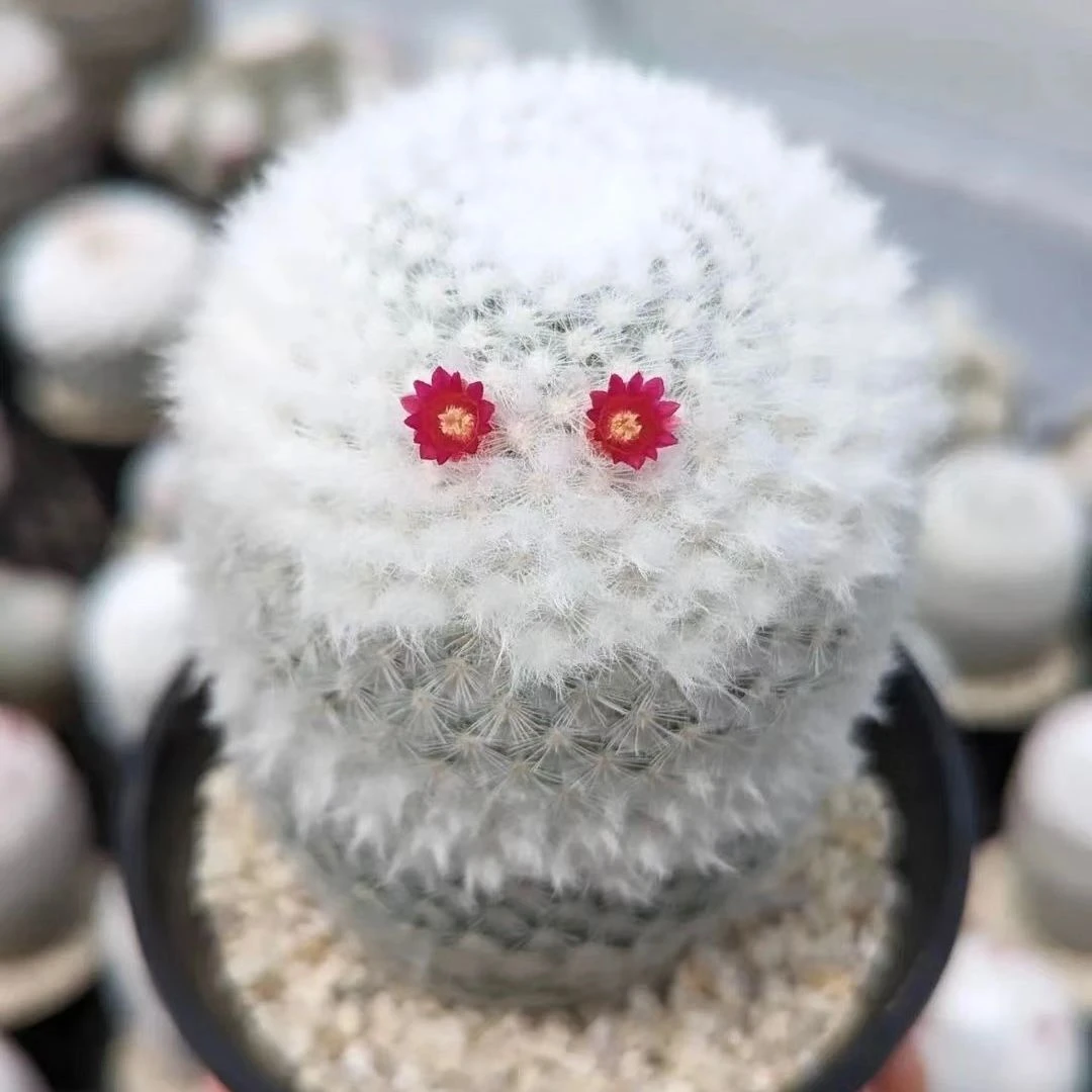 2[平梵多肉花园]一物一拍 精美肉肉直播链接