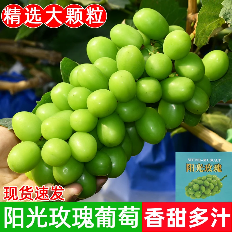 【空运】阳光玫瑰5斤提子新鲜水果晴王现摘青提香甜多汁包邮