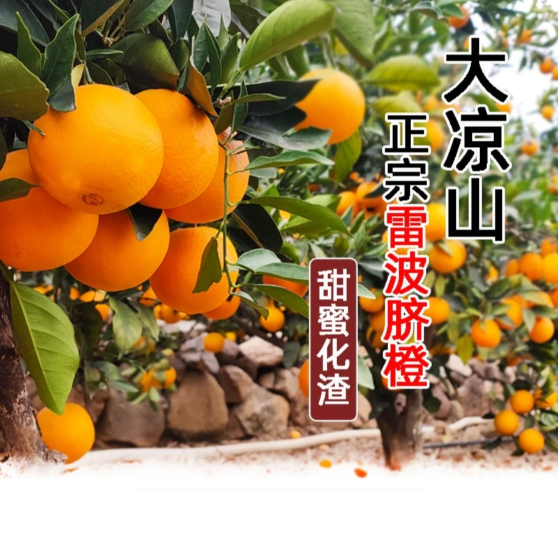 四川大凉山雷波脐橙新鲜现摘纽荷尔橙子橙香化渣多汁纯甜整箱包邮