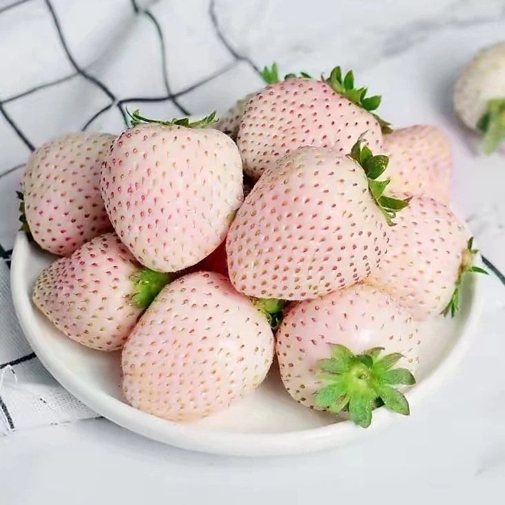 奶油白草莓种子种植四季盆栽阳台室外庭院四季水果种子