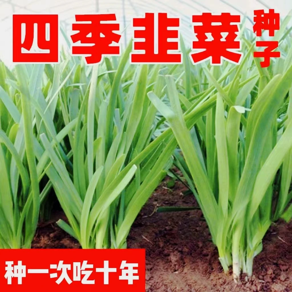 白根韭菜种子四季韭菜种子白根宽叶韭菜籽阳台庭院四季蔬菜种子