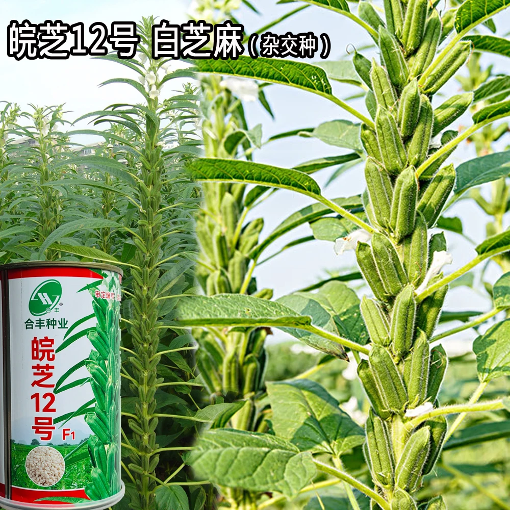 白芝麻种子杂交品种耐旱抗倒伏耐贫瘠高油高产春夏季播种芝麻种子
