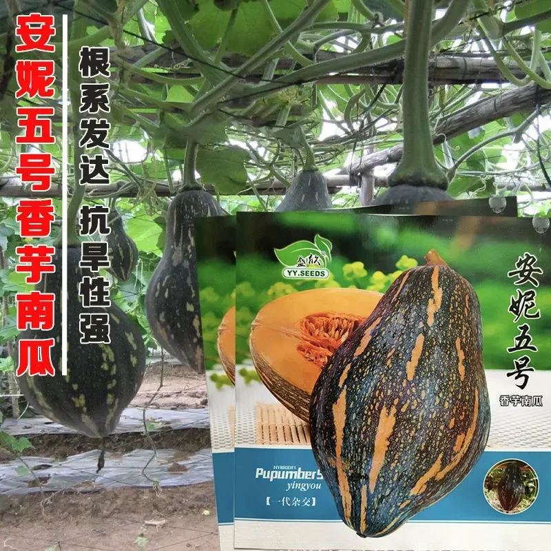 安妮五号新型香芋南瓜种子抗旱抗病适应性广农家庭院蔬菜种籽包邮