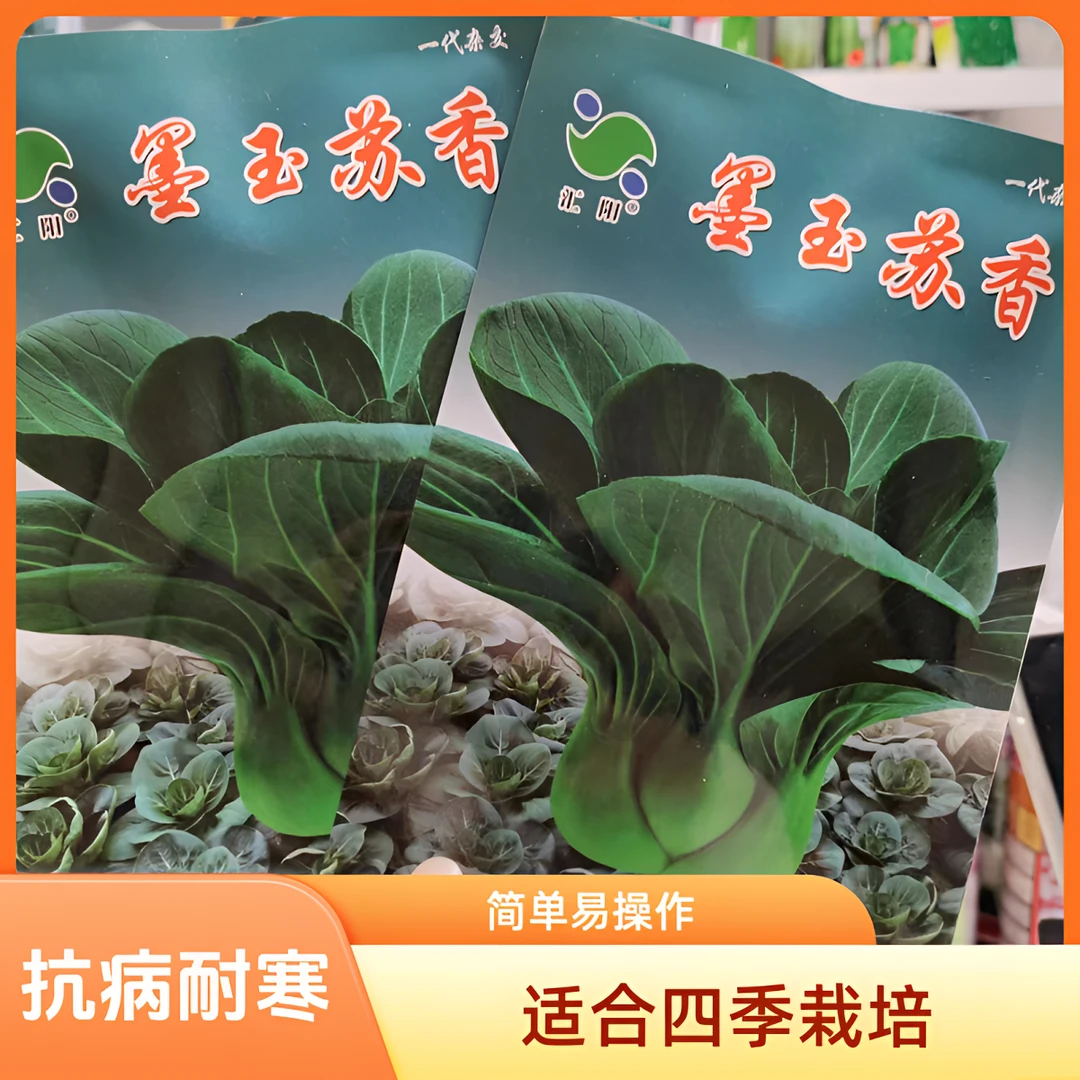 四季苏州青种子墨玉苏香青梗菜油亮矮脚束腰苏州青菜种子抗病耐寒
