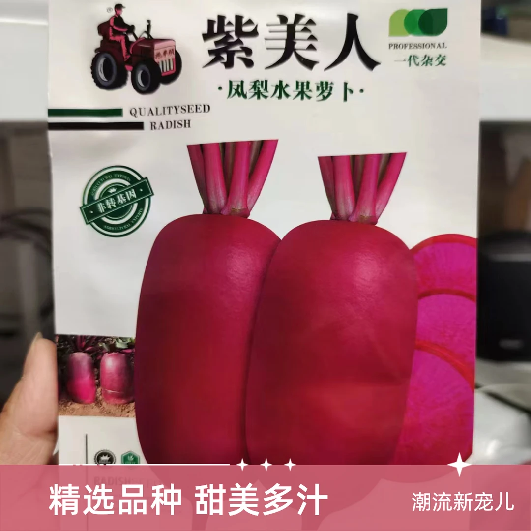 紫美人凤梨水果萝卜种子紫色红心籽种阳台盆栽蔬菜种籽沙窝红罗卜