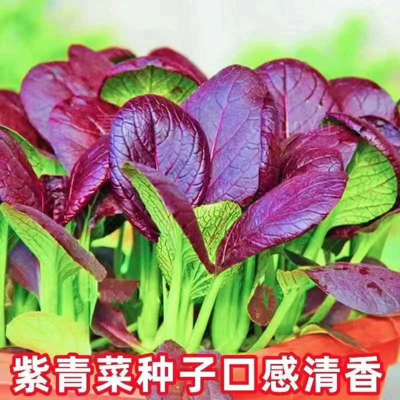 紫油菜种子紫色小青菜种籽红色上海青青梗菜南北方菜籽秋季蔬菜孑