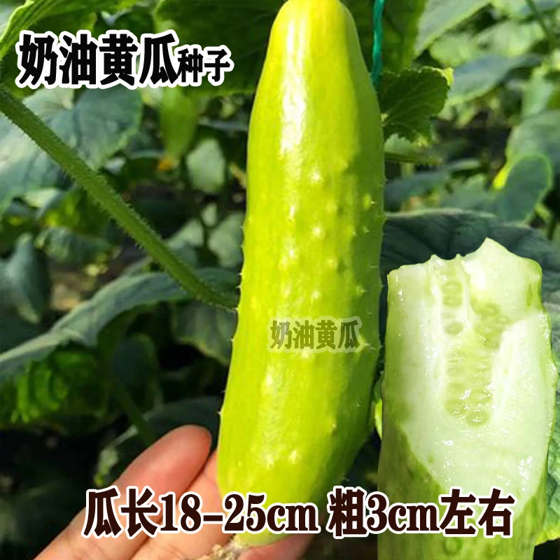 奶油黄瓜种子白玉青瓜春季秋季高产四季盆栽特色甜脆水果黄瓜种籽