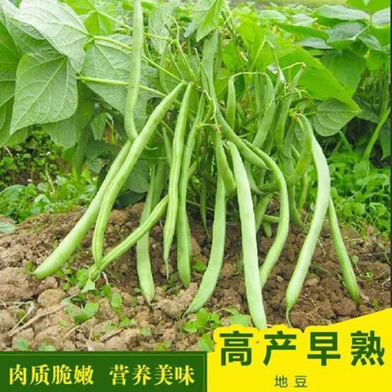 荚满地早熟无筋地豆种子四季豆种子矮生不搭架阳台可种