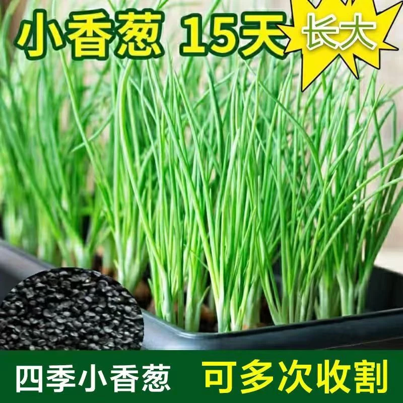四季小香葱种子阳台室内花卉盆栽小葱香葱蔬菜种子四季可播种种籽